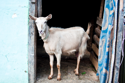 chevre