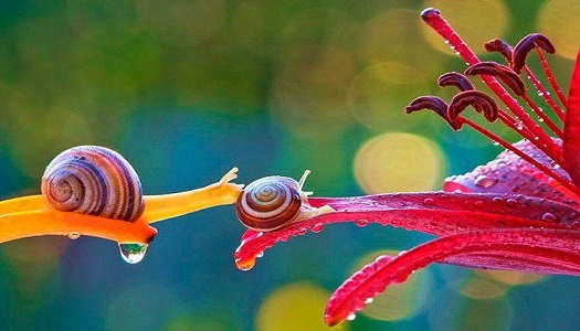 baiser de l'escargot