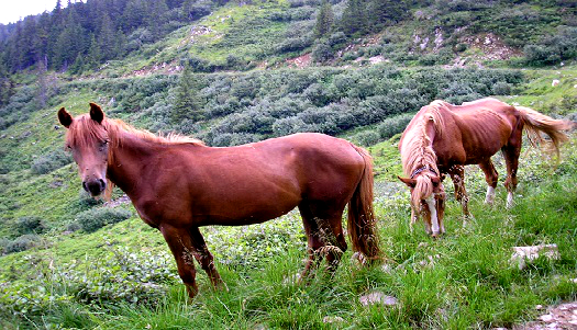 Chevaux des montagnes