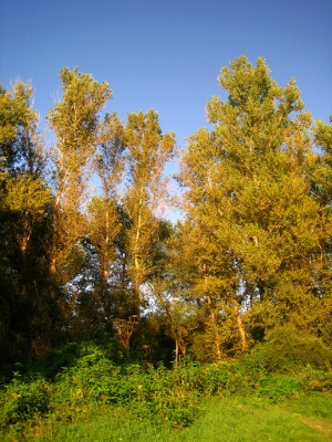 couleurs de tyssa