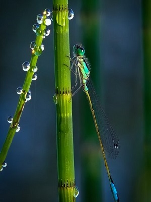 libellule