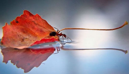 fourmi sur la feuille