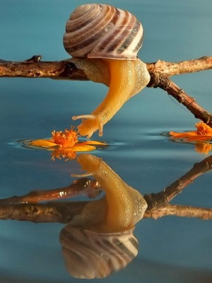 reflet