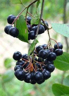aronia
